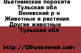 Вьетнамские поросята - Тульская обл., Веневский р-н Животные и растения » Другие животные   . Тульская обл.